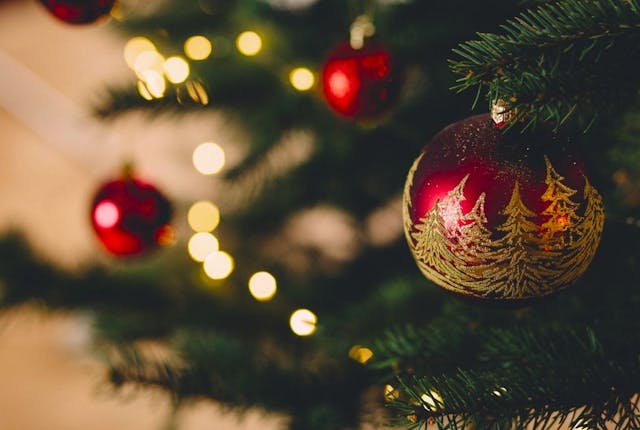 Where to buy your Christmas Tree in Berkshire