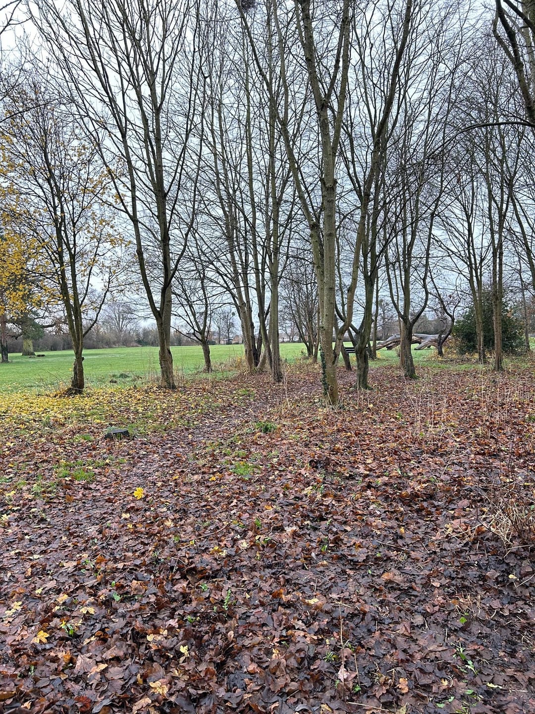 Burnham Park - image 1
