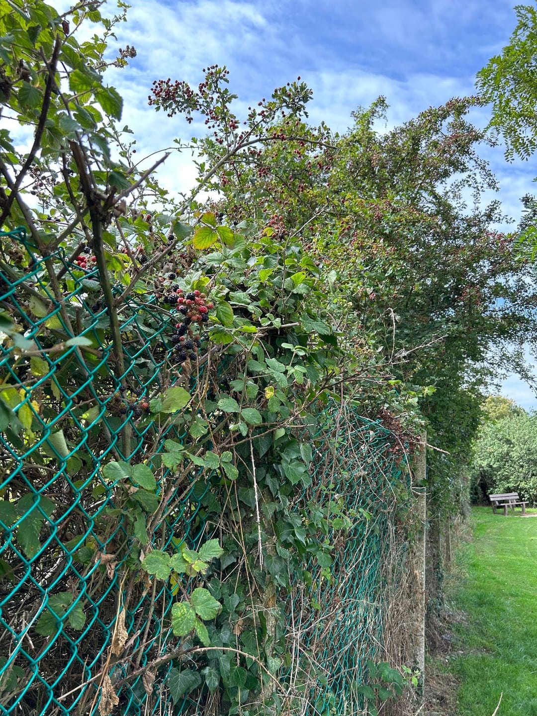 Iver Recreation ground - image 4
