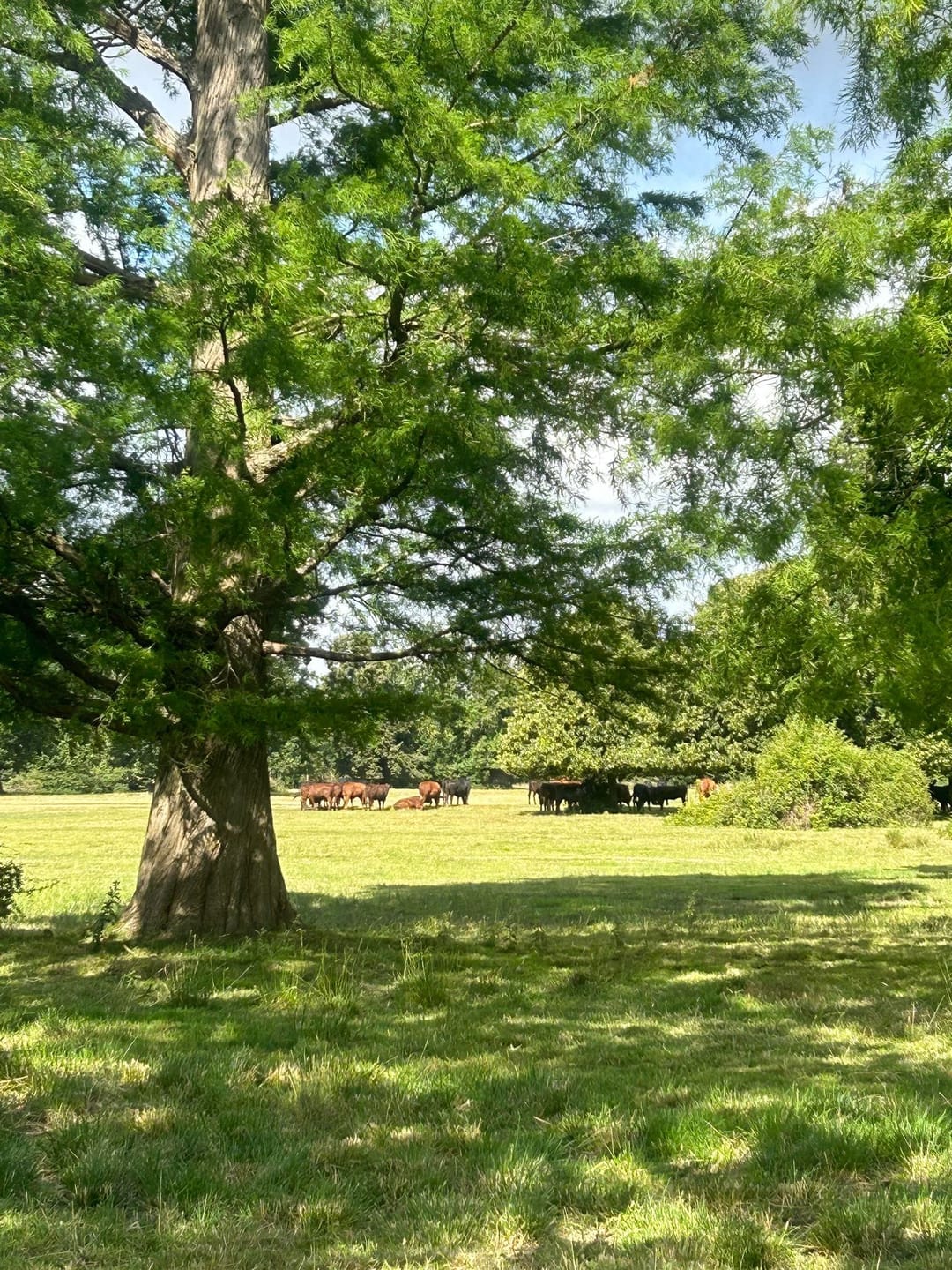 Langley Park - image 1